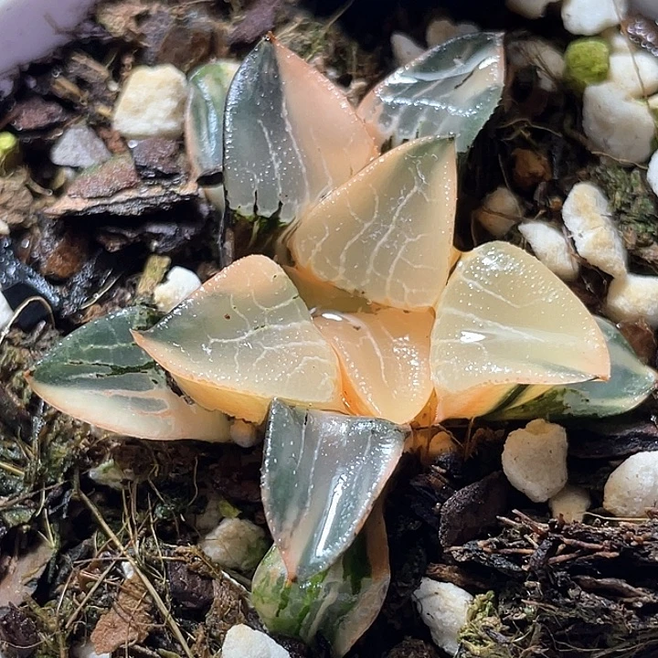 651花影您特选福利