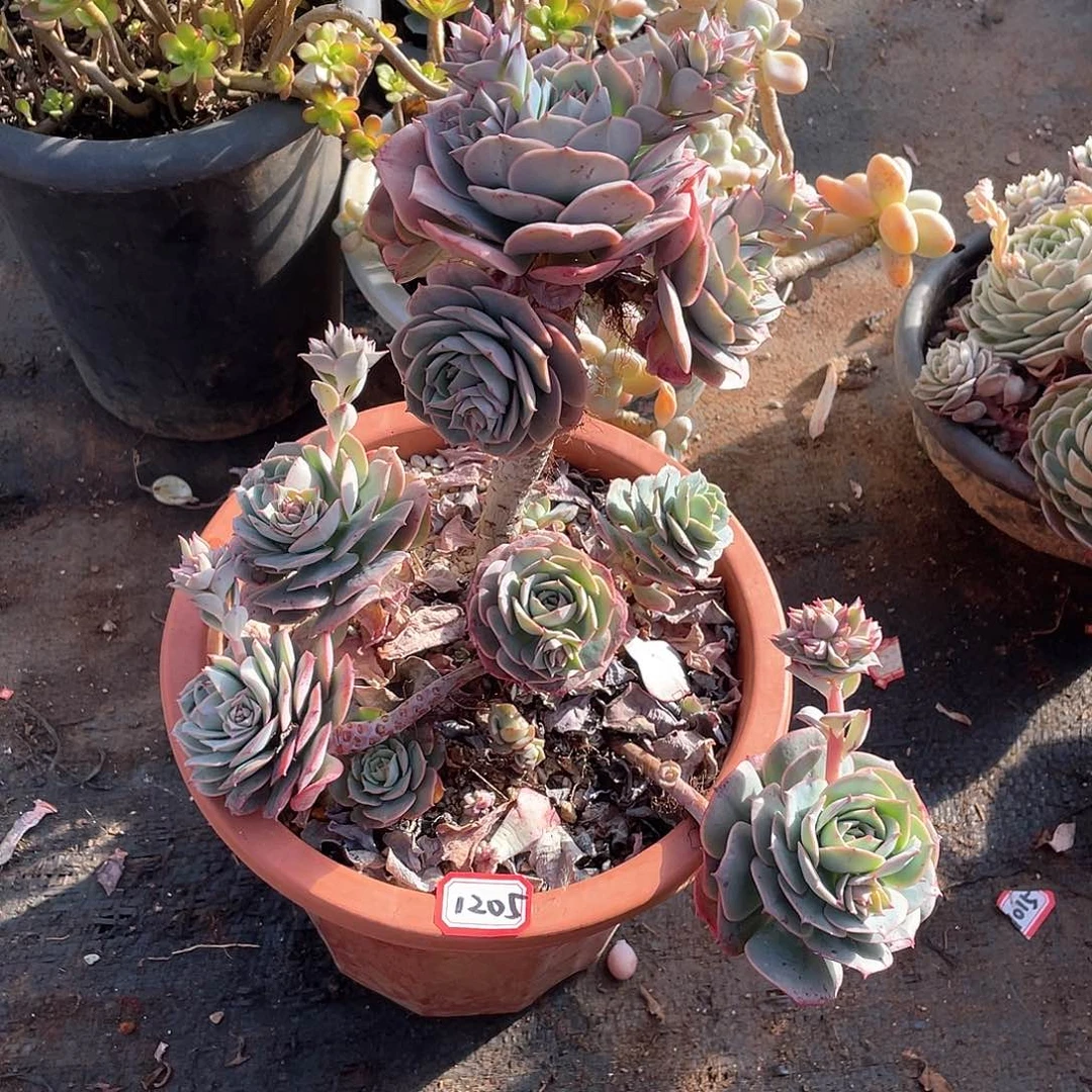 1205克罗地亚玫瑰 一物一拍多肉