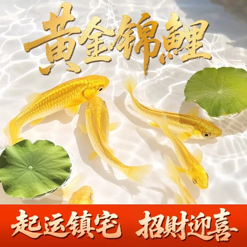 黄金锦鲤观赏鱼金鱼活鱼冷水淡水小型好养耐活自来水招财发财风水