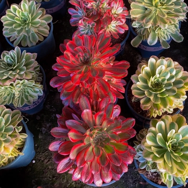 迈巴赫加香奈儿一组多肉植物