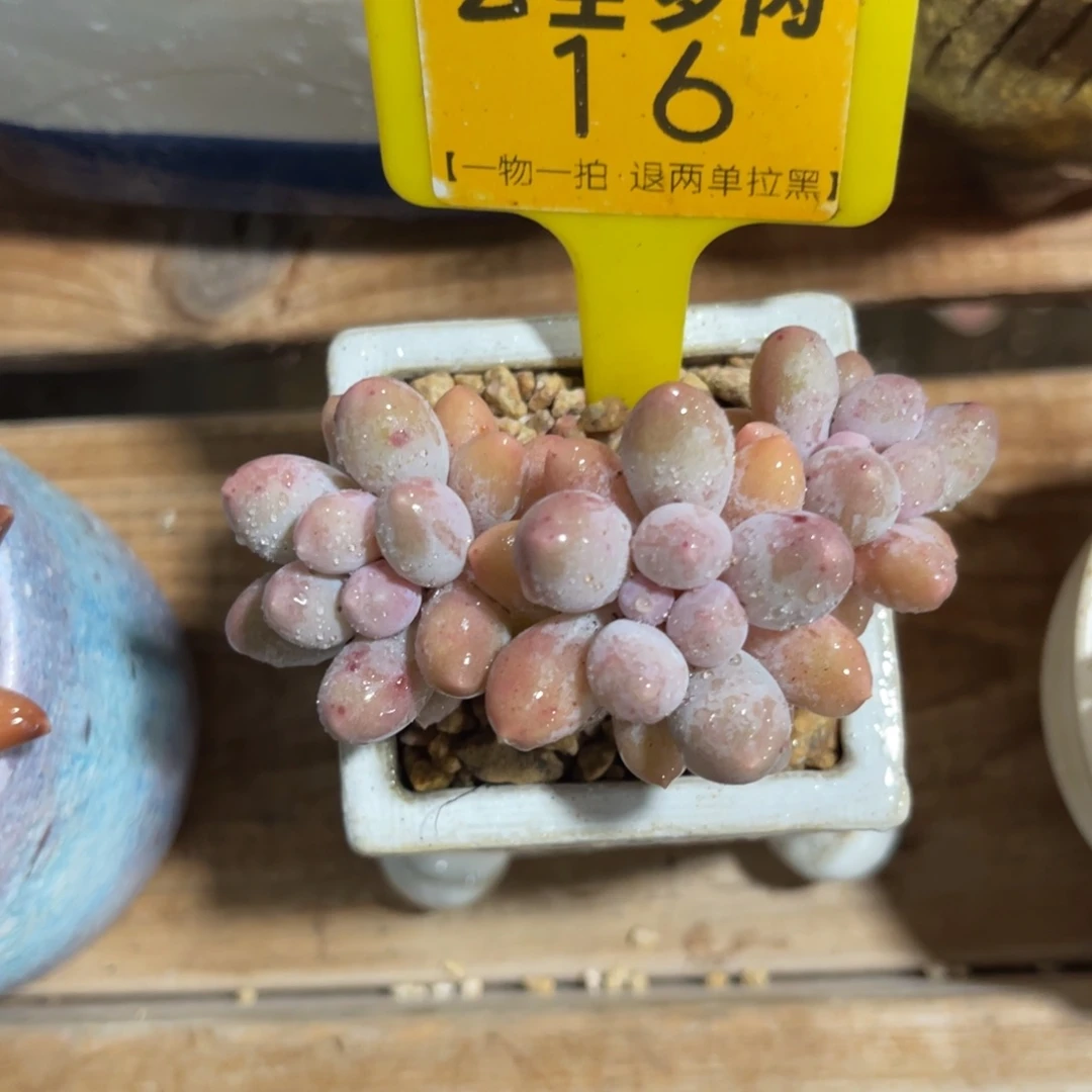 云尘多肉一物一拍不含盆19