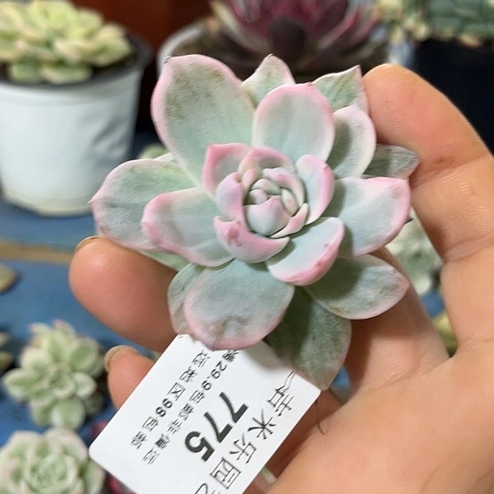 775粉蓝鸟腹轮锦炸多肉