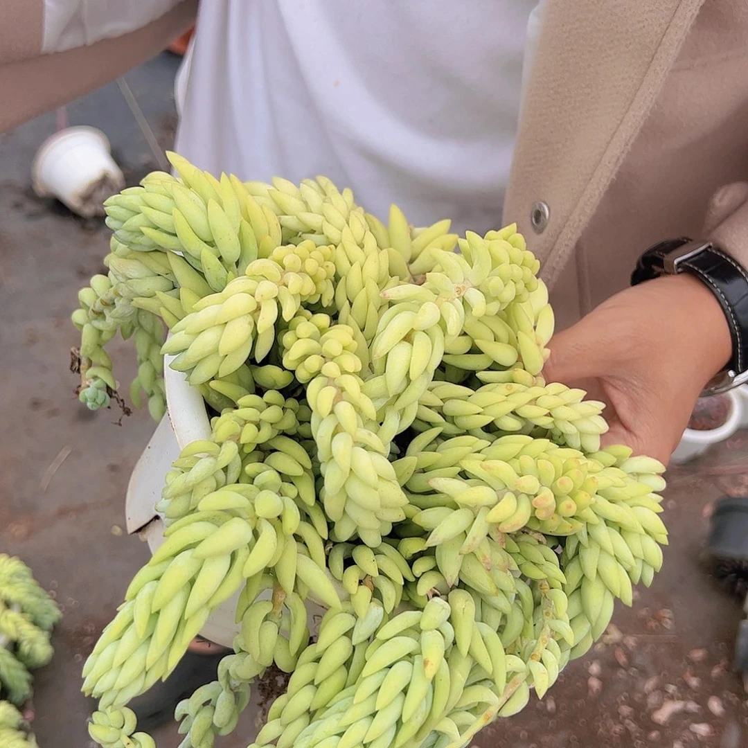 象牙玉坠带盆土一盆