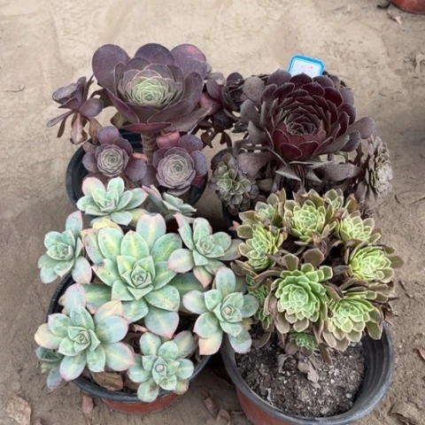 259多肉植物组合，