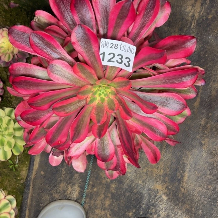 1233南美杜莎多肉植物