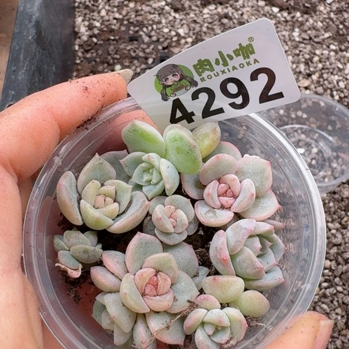 多肉植物多肉植物