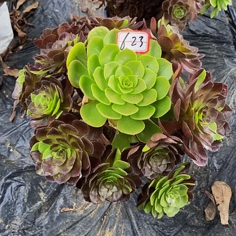 黑寡妇花脸老桩捧花623号