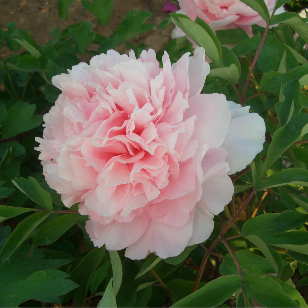 【赵粉】菏泽精品牡丹十年独杆 秋季发苗 粉色系