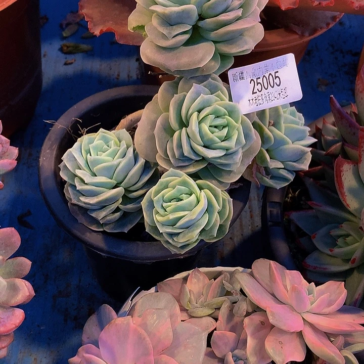 文***谊    可爱玫瑰多肉25005
