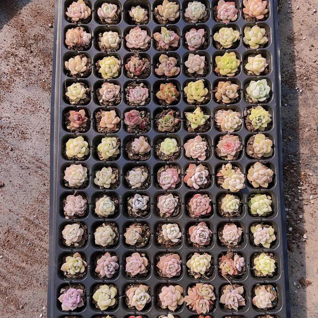 直播一物一拍多肉126