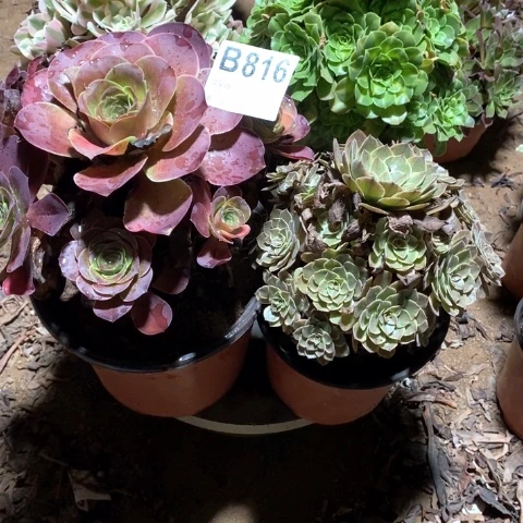 凤***儿816四颗法师多肉植物