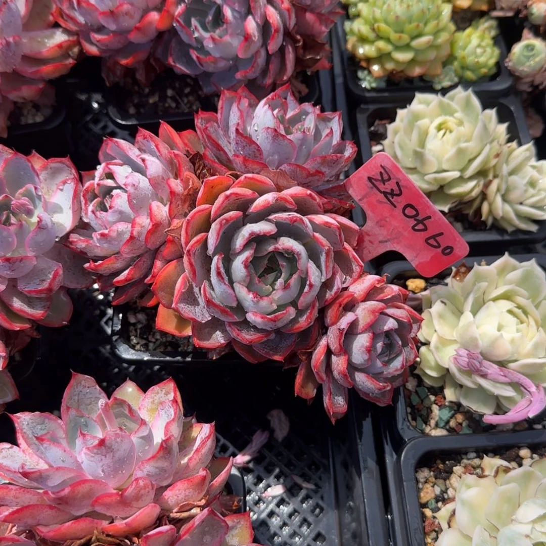 赫拉老桩多肉五十包邮