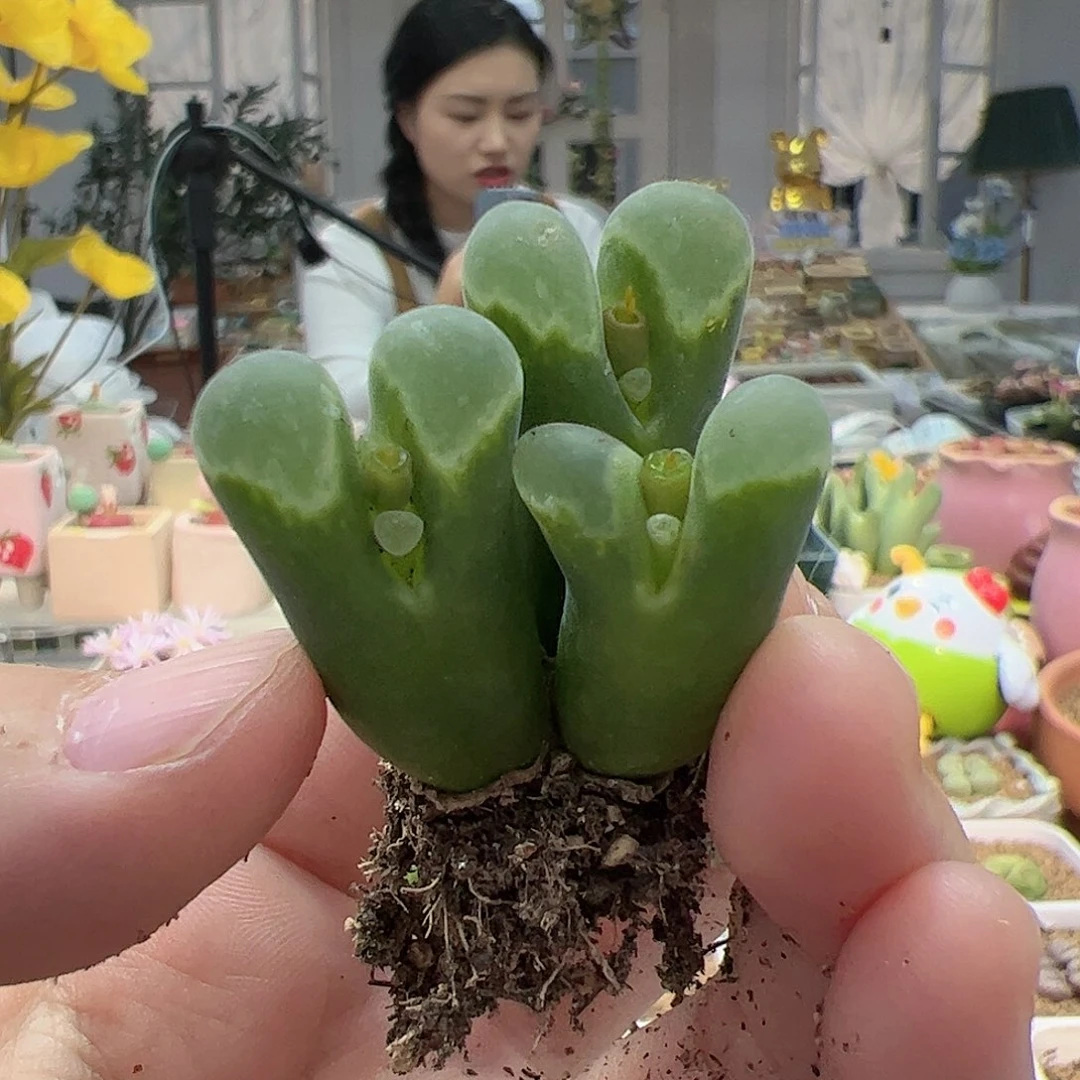 【闪购商品】350 开播福利