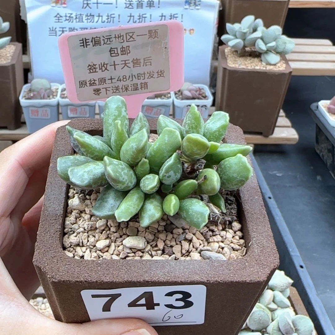 743紫库博多肉植物