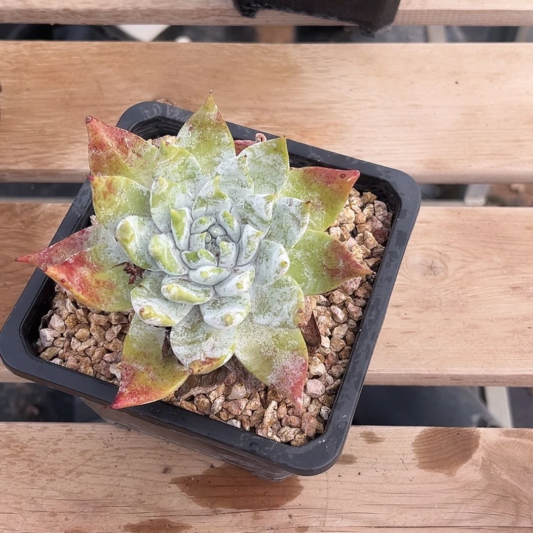 小鹿多肉一物一拍