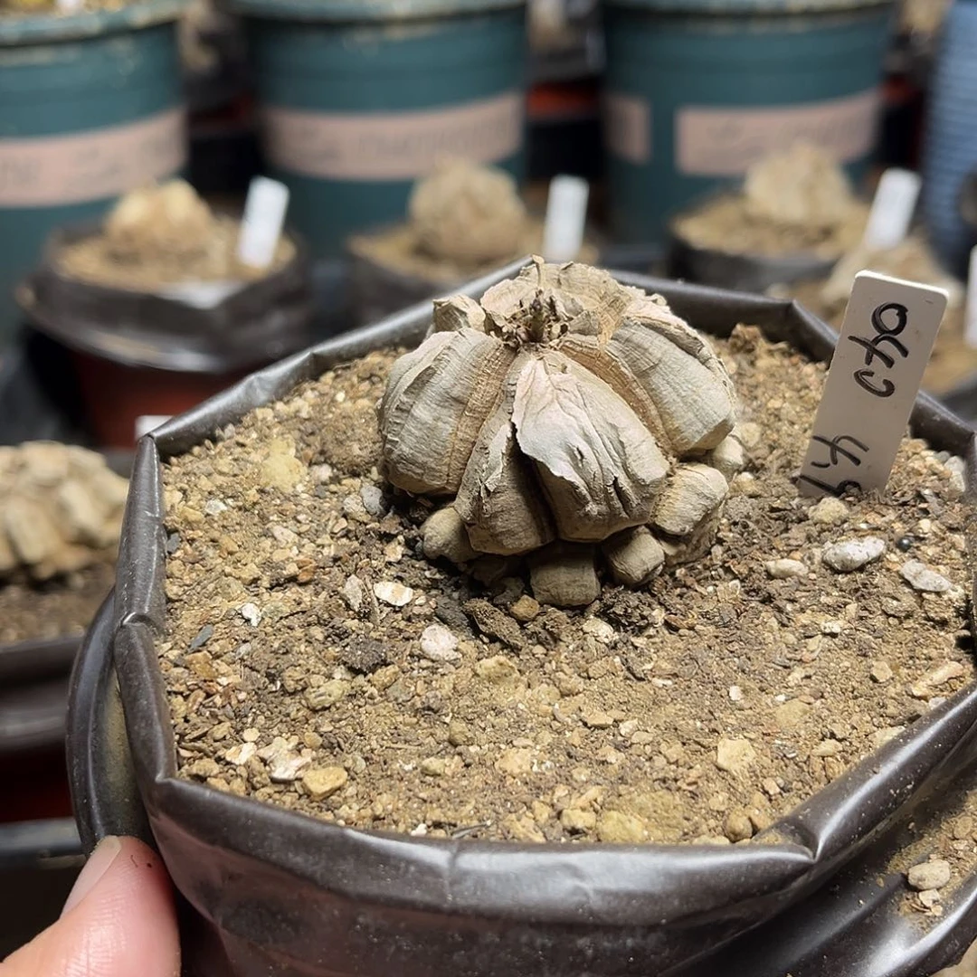 040南非块根龟甲龙