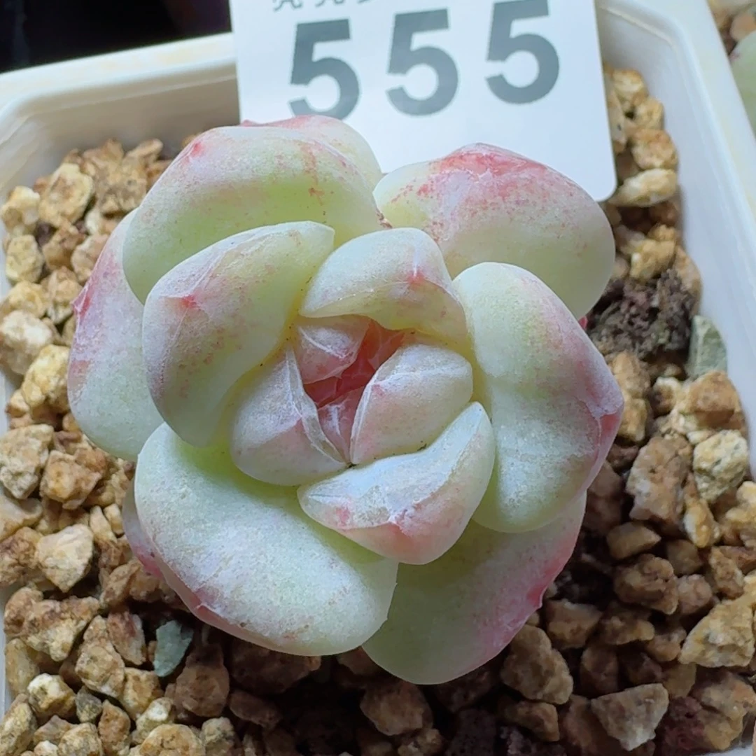 石化冰玉      愿你一路坦途，乘风破浪展宏图