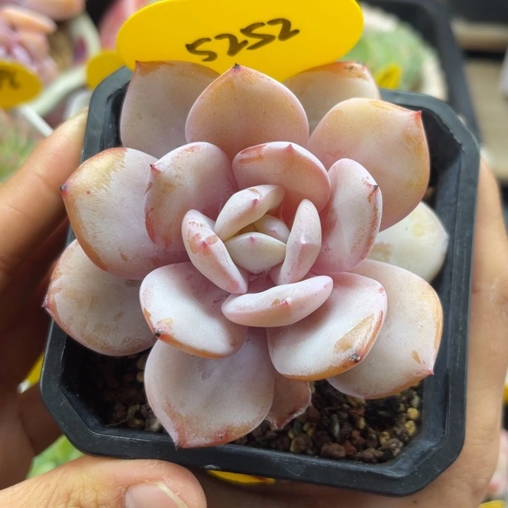 韩货奶茶老桩5252