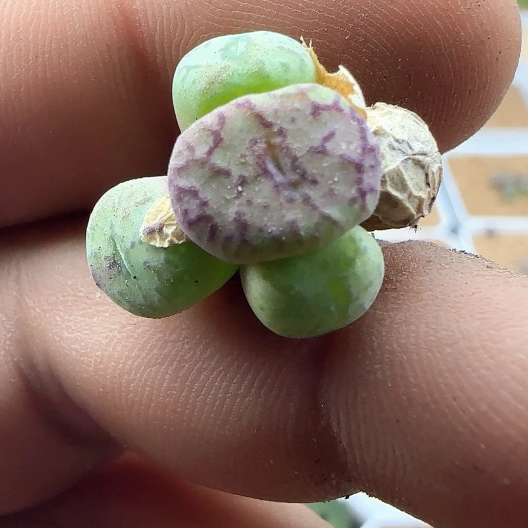 各位宝宝下午安康41674