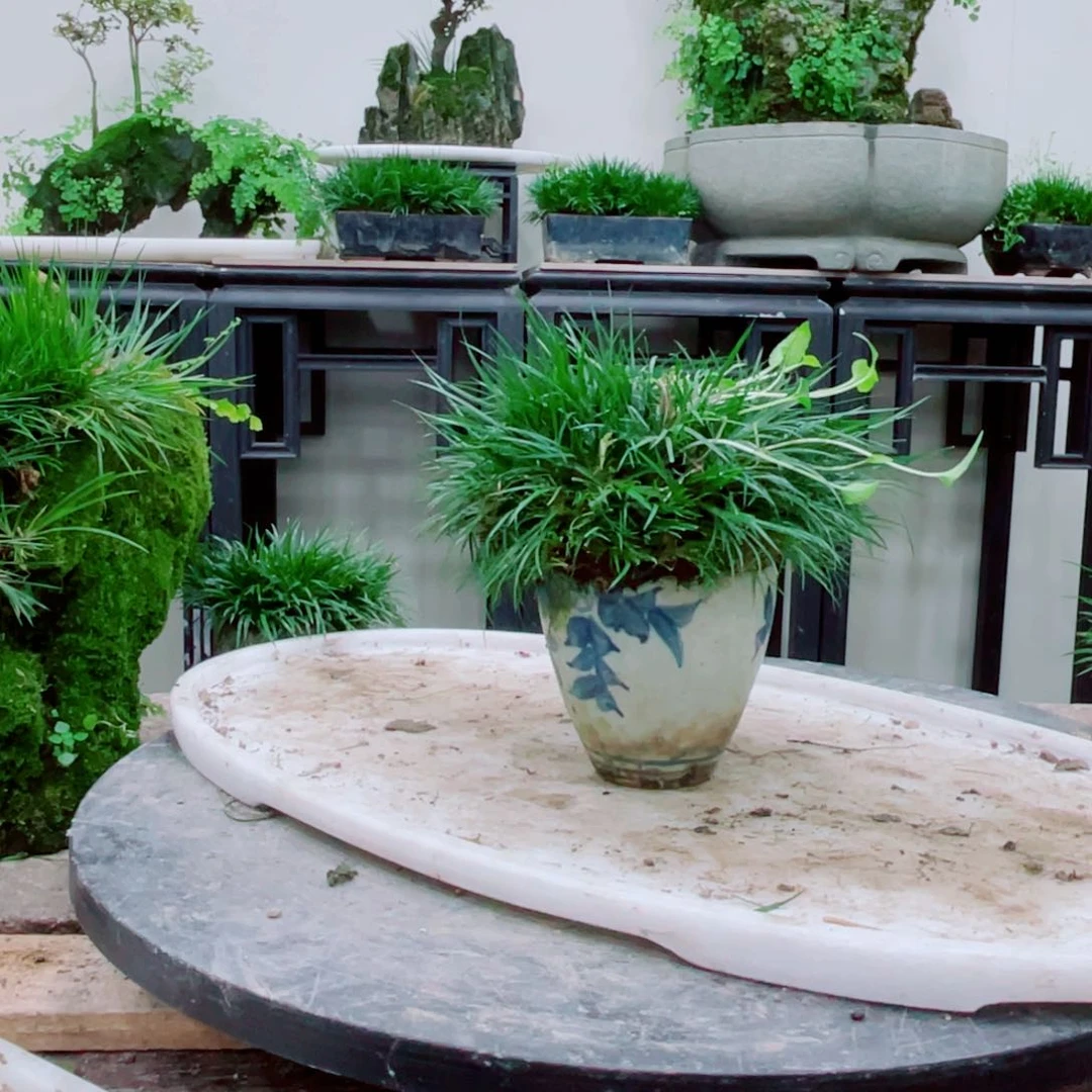 无铅玻璃y****康铁线蕨铁线蕨铁线蕨