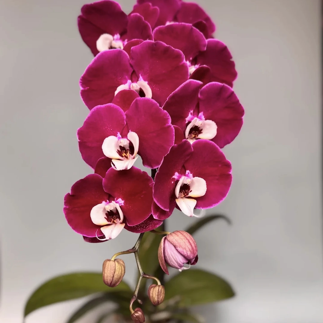 蝴蝶兰【米歇尔】3.5寸杯 苗子发货