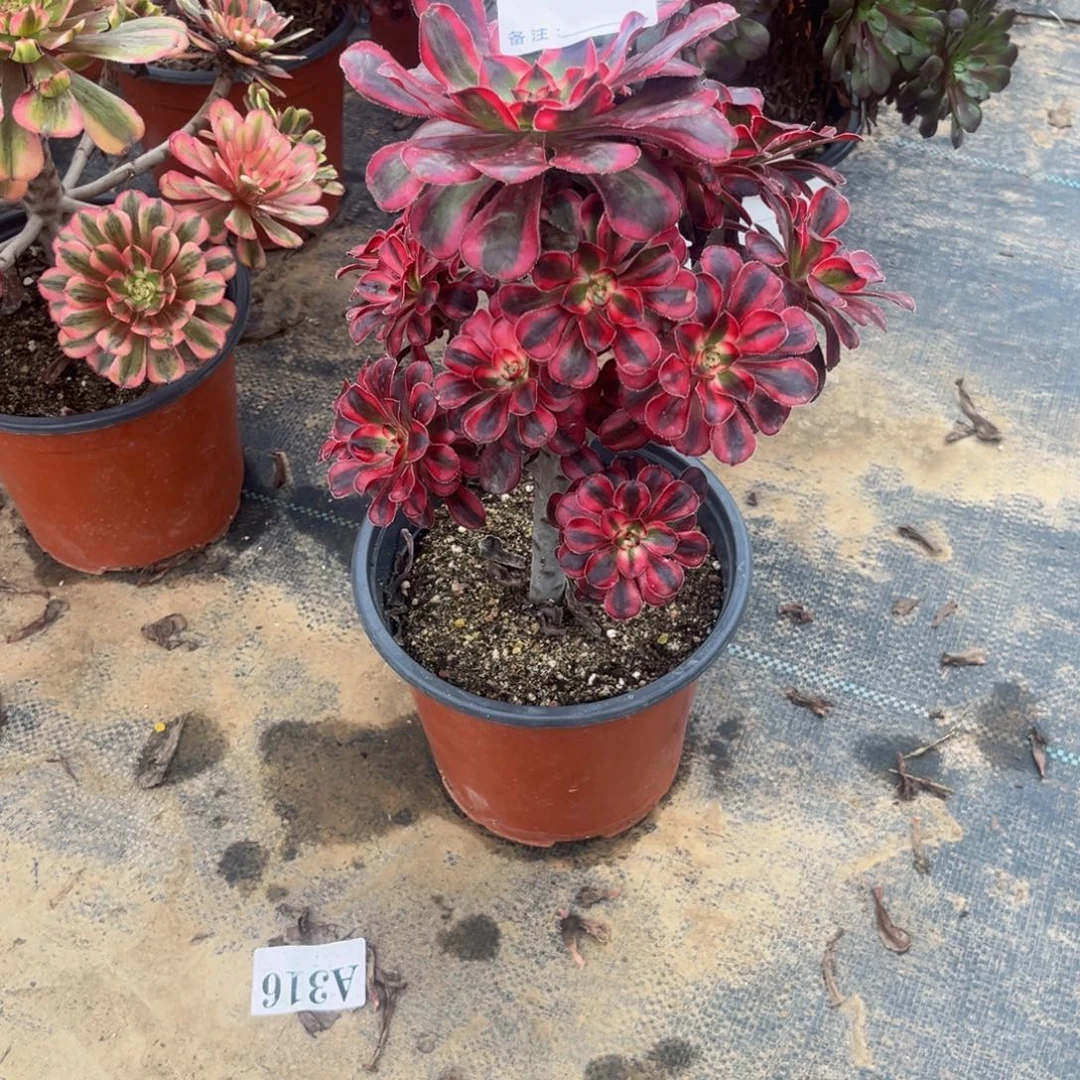 多肉植物丽娜054多肉