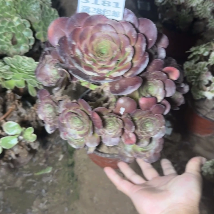 5181二号棚魅金玫瑰A