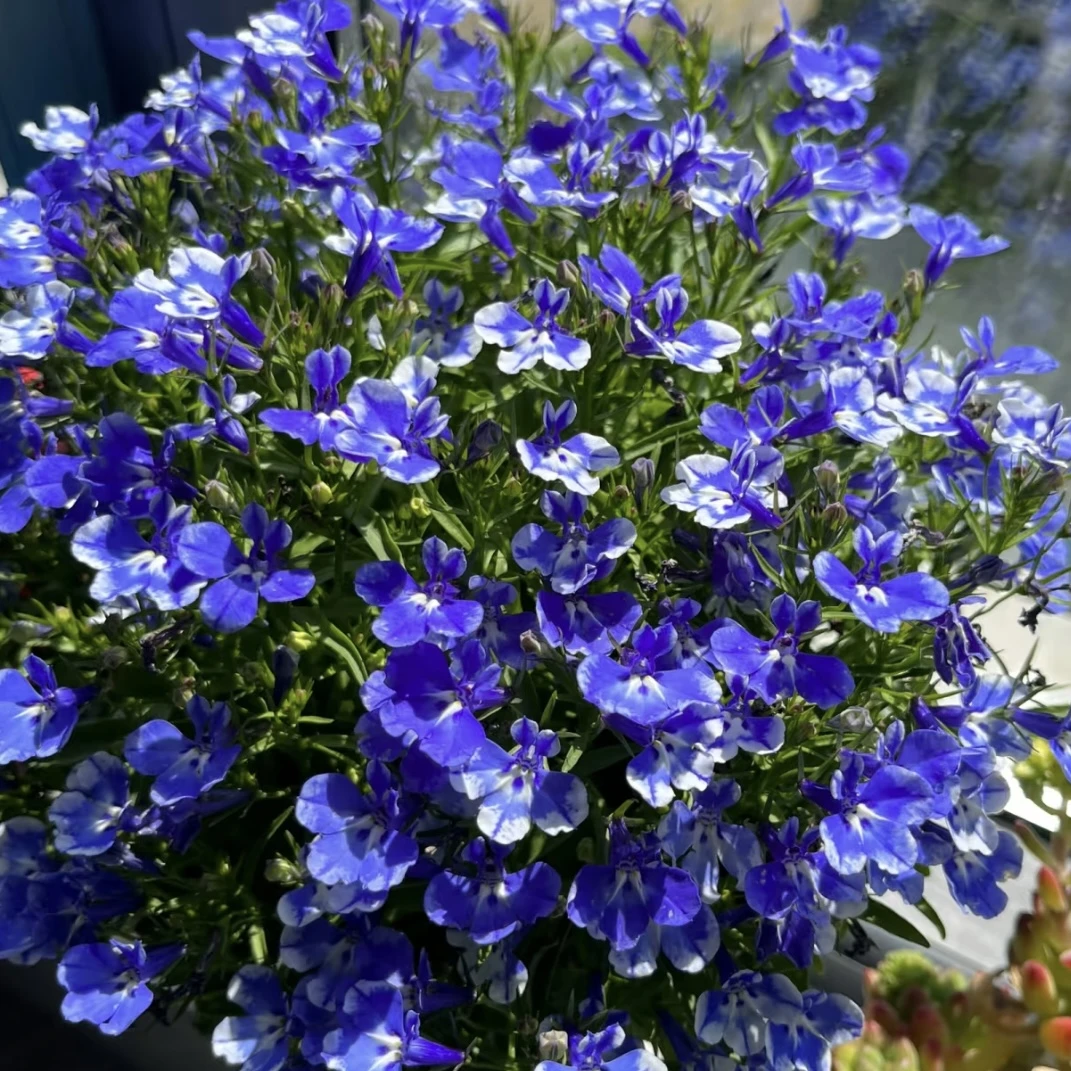 六倍利【青花瓷】丛生盆栽庭院阳台爆花强花卉新手易养护