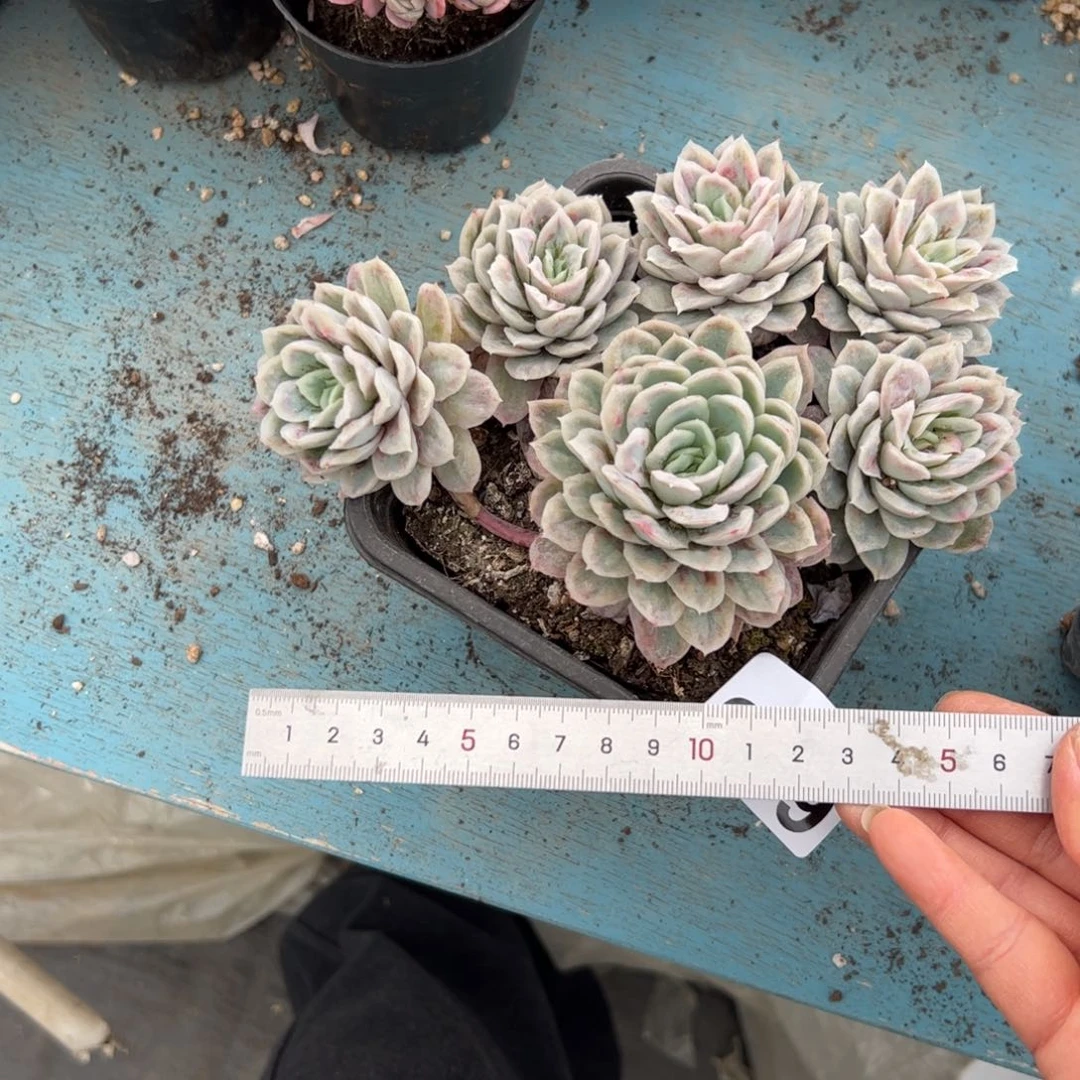 哈*666 多肉植物组合盆栽