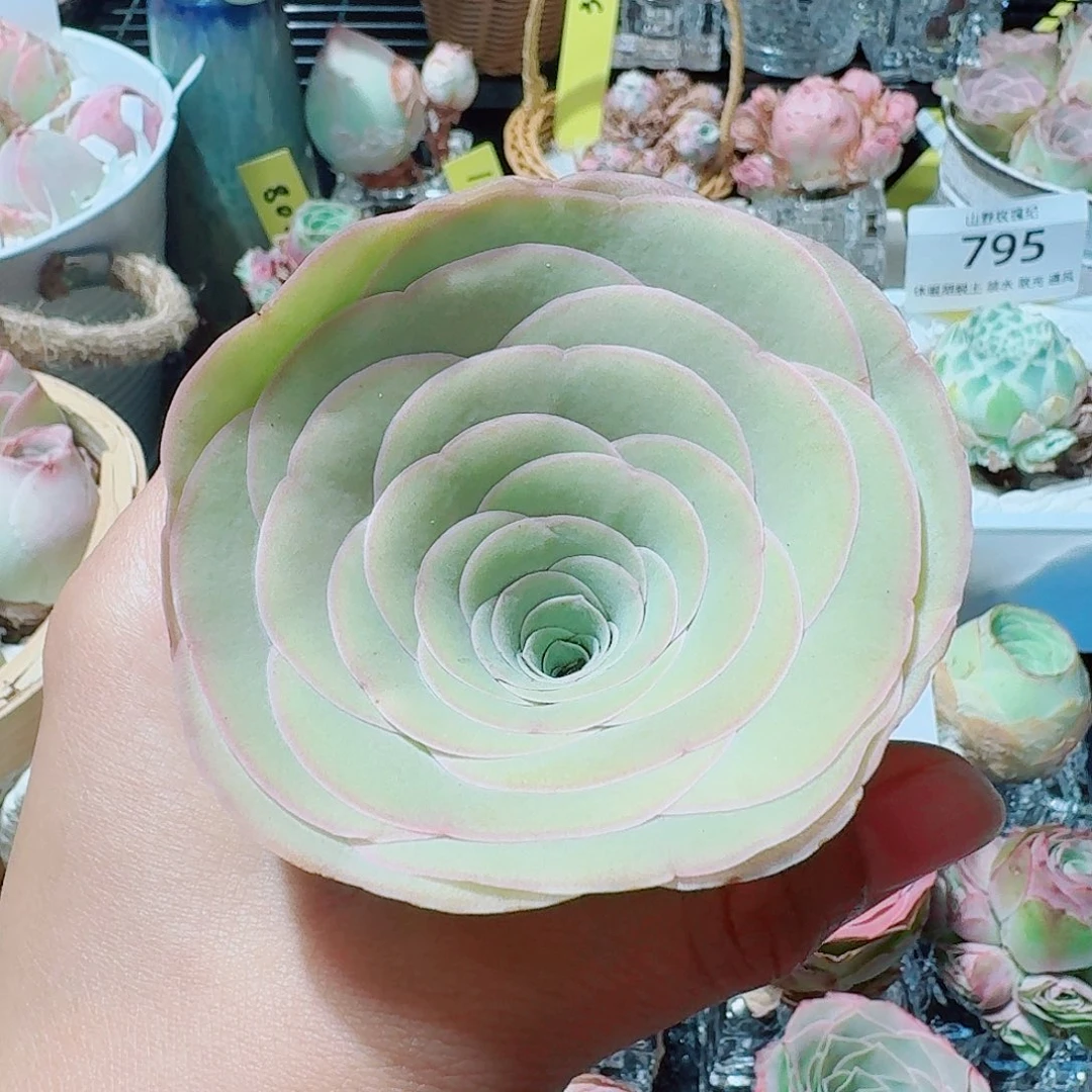 7.5大酒杯开播福利一物一拍