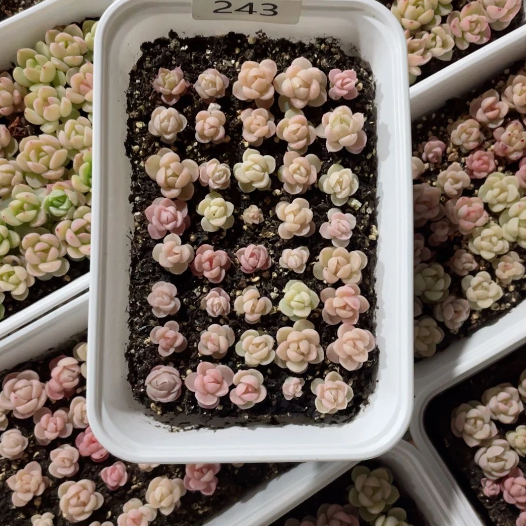 ?****?糖心珍妮混一物一拍243