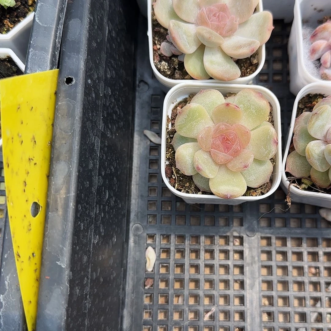 红恋盆一个满25包邮