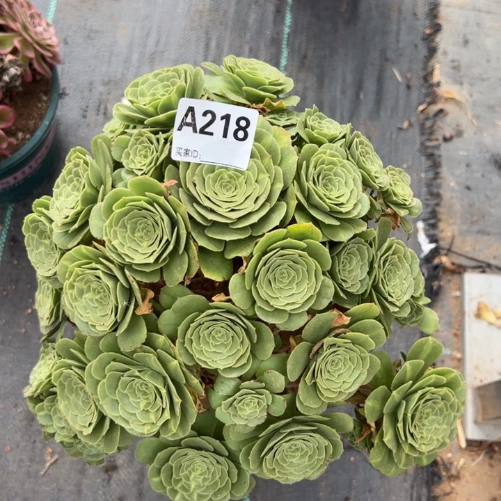 218翡翠琉璃28厘米左右