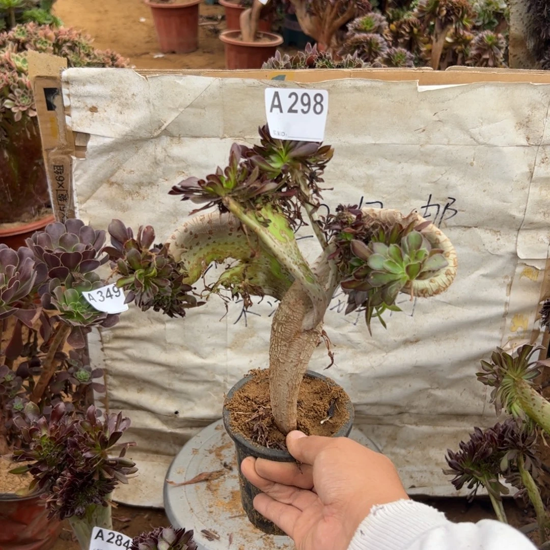 伤多妖翅膀298满28包邮