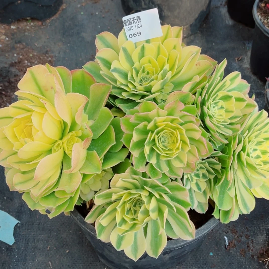 一物一拍多肉法师69