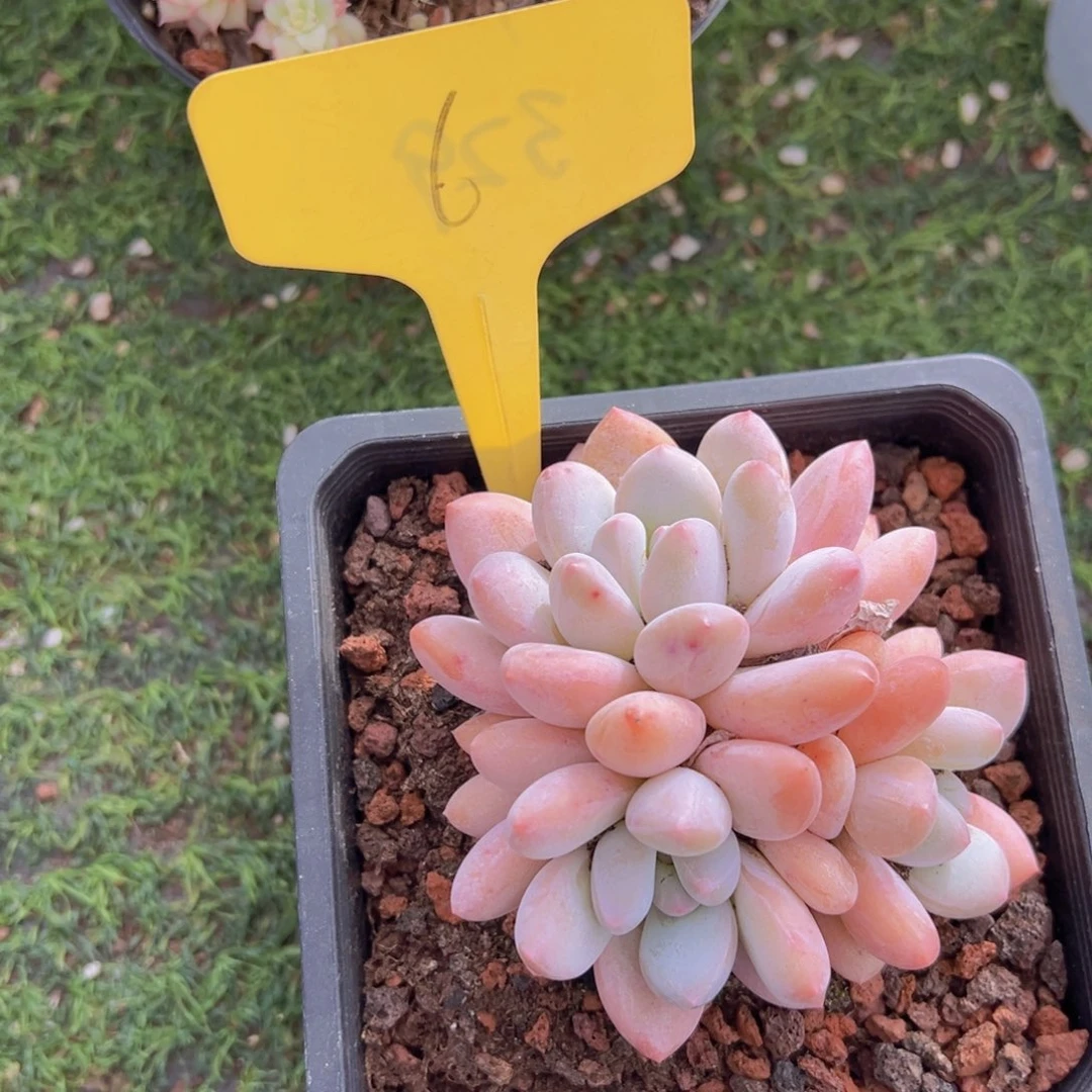 香玉的故事是一个人的故事