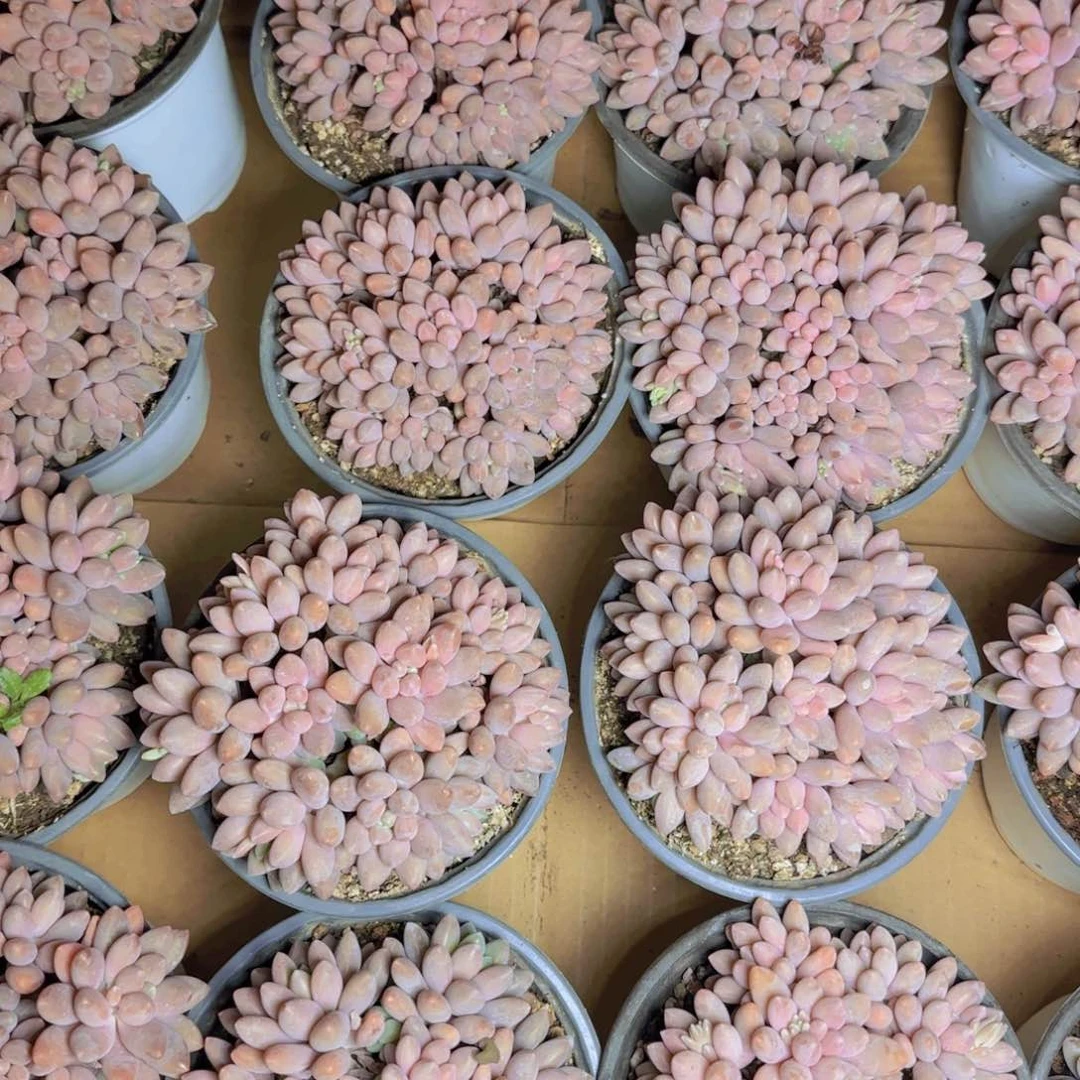 星戴路福利11111111111111111