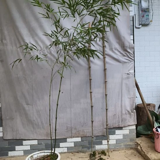 风****完全开放算盘竹盆栽绿植竹子