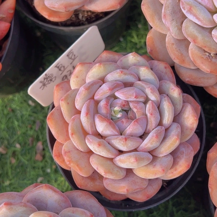 健健康康平平安安