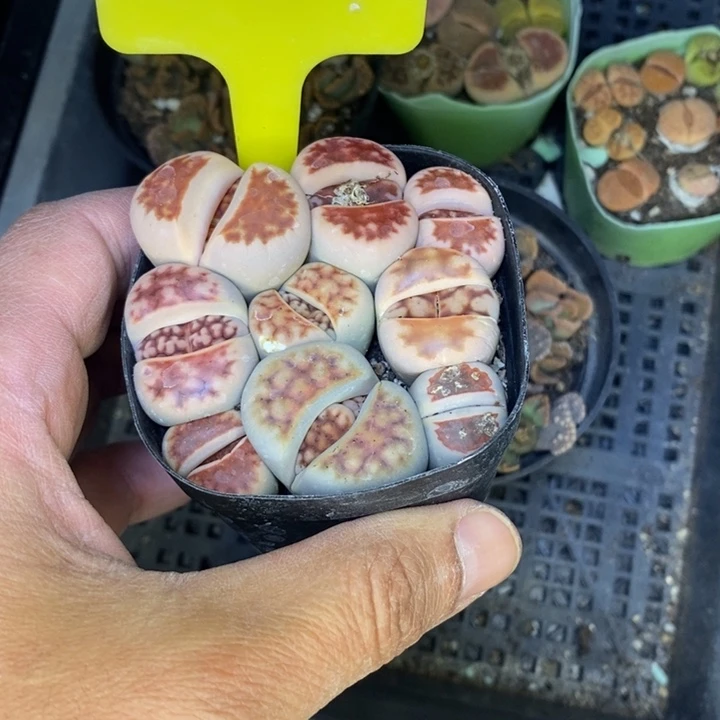 梅***.458整盆发货