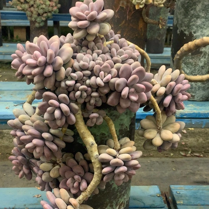 老桩桃蛋悬崖脱土