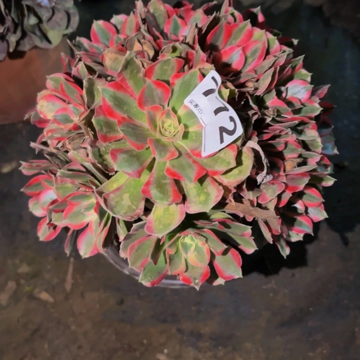 772男神多肉植物不售后