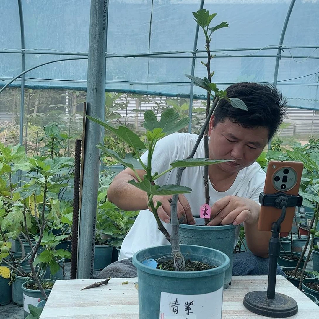 无花朵一物一拍竞拍价格