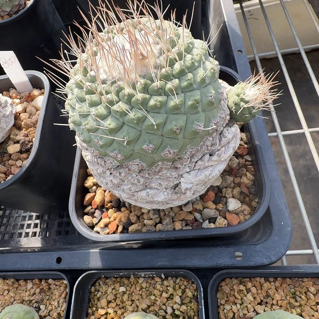 远***圆花花花花花花花花一颗