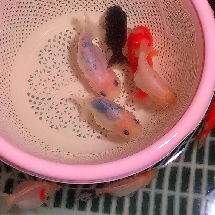 金鱼开箱视频包损29-5