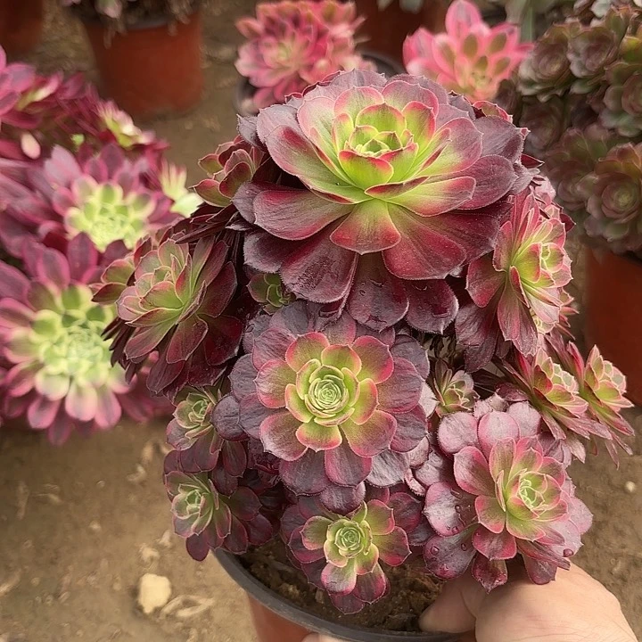 多肉植物法师安娜有砍5