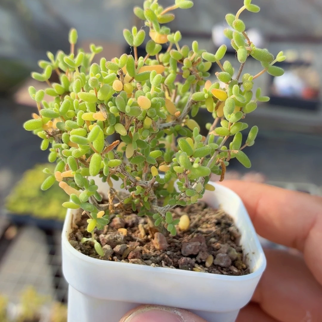 蜜橘糖球多肉9.9包邮发货