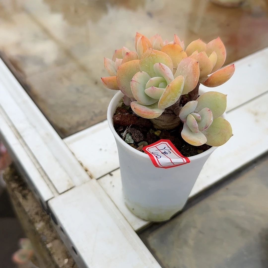 陌***〜白凤多肉植物一颗