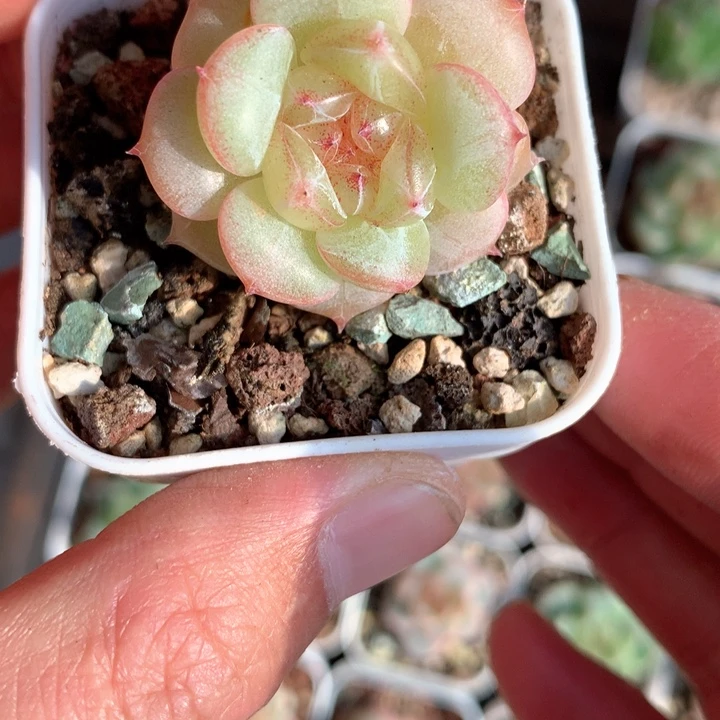 珍妮黄体糯心。    38号