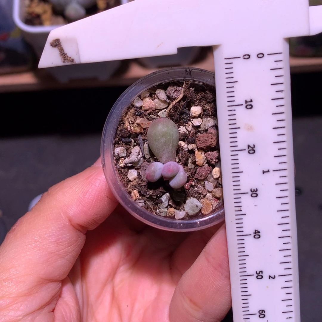 Mini彩虹奶酪多肉